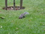 London  Abendessen und Spaziergang Eichhörnchen im St James Park (GB).